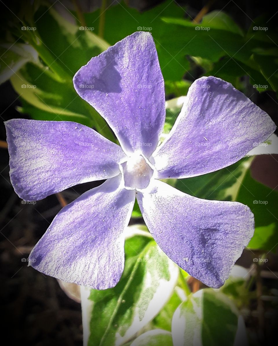 Periwinkle