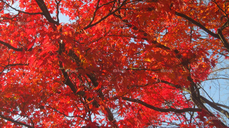blood red leaves