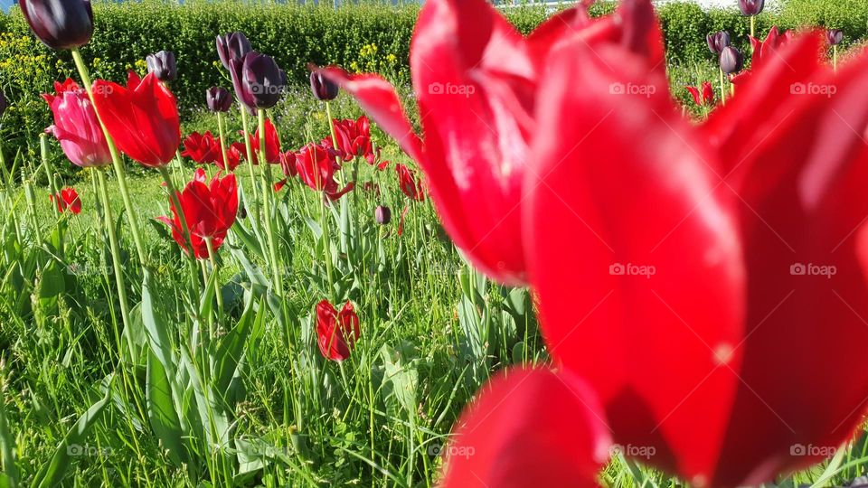 Just some roses 🌹