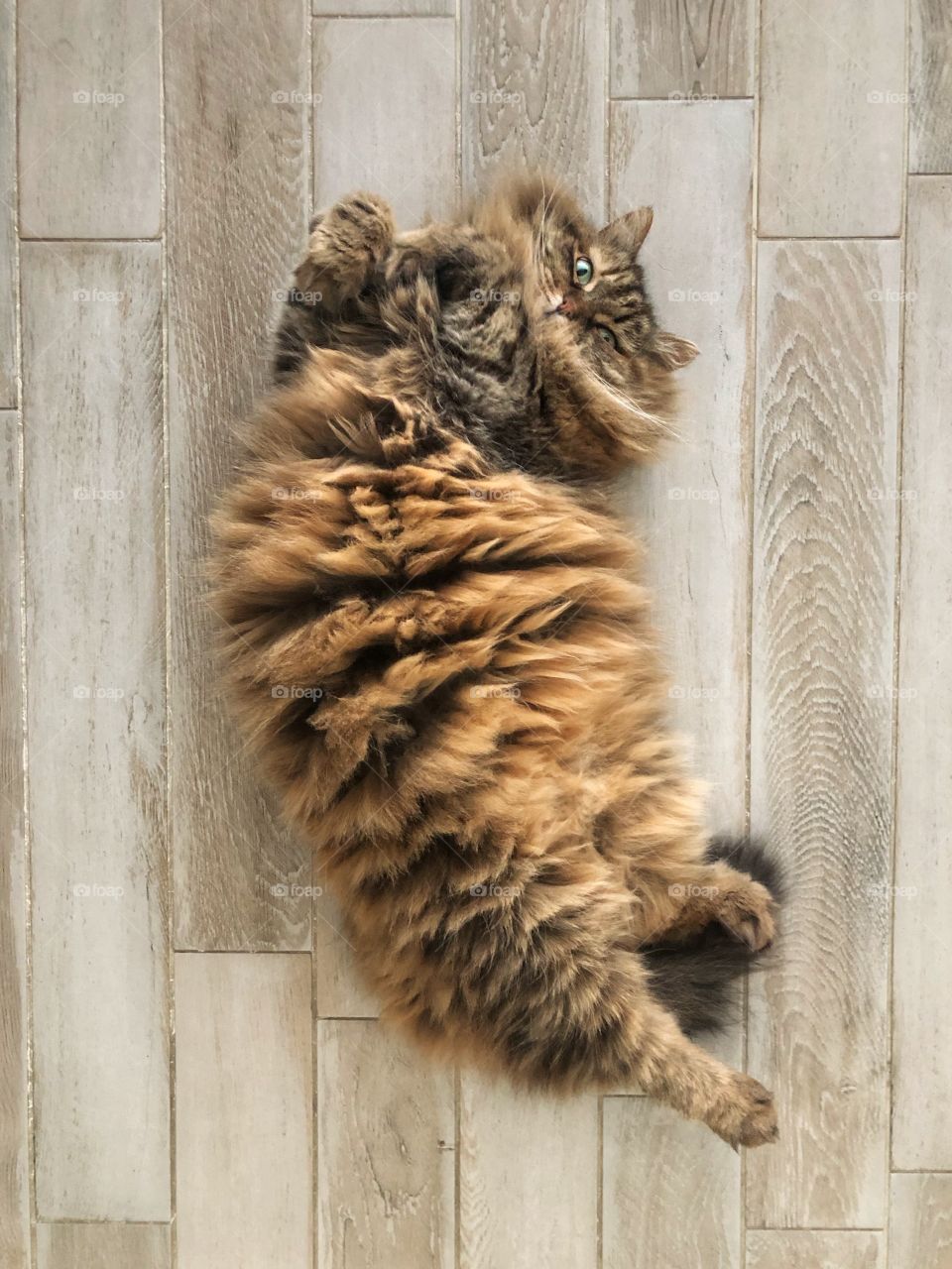 Cute siberian cat stretches rolling on the floor, brown color female