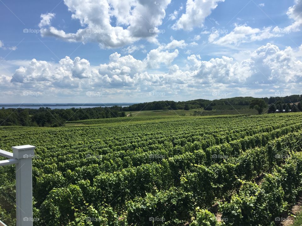 Beautiful vineyard on winery grounds under a perfect sky