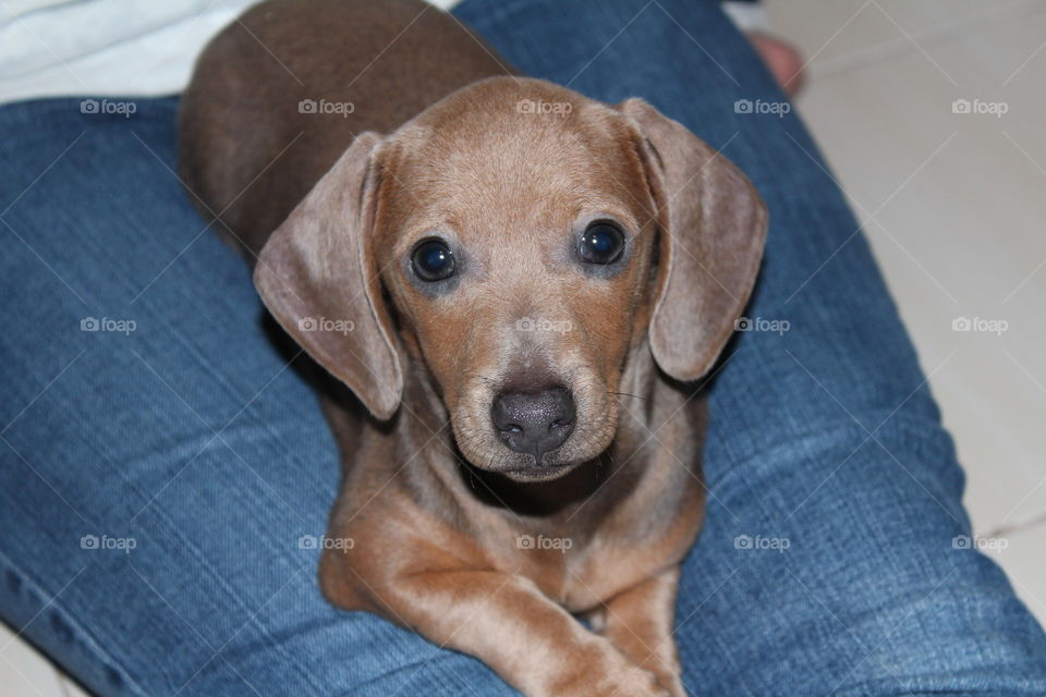 Dachshund Puppy
