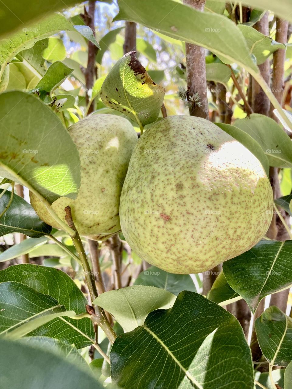🇺🇸 A very nice fruit tree: water pears, very tasty and fertilized with organic material. / 🇧🇷 Um pé frutífero muito bacana: pêras d’água, bem saborosas e adubadas com material orgânico. 