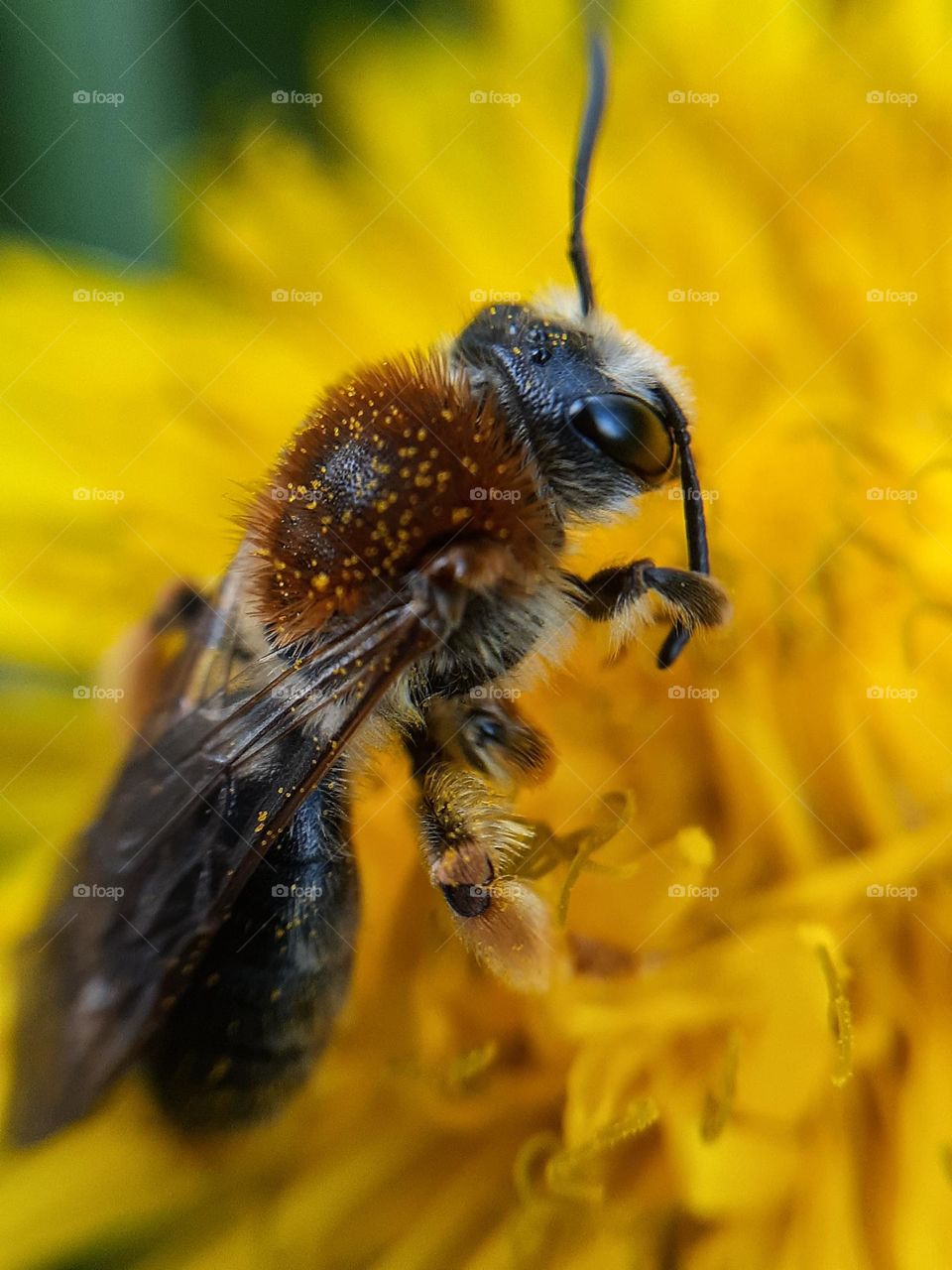 mobile macro photo of a bee collecting pollen on a bright yellow dandelion flower