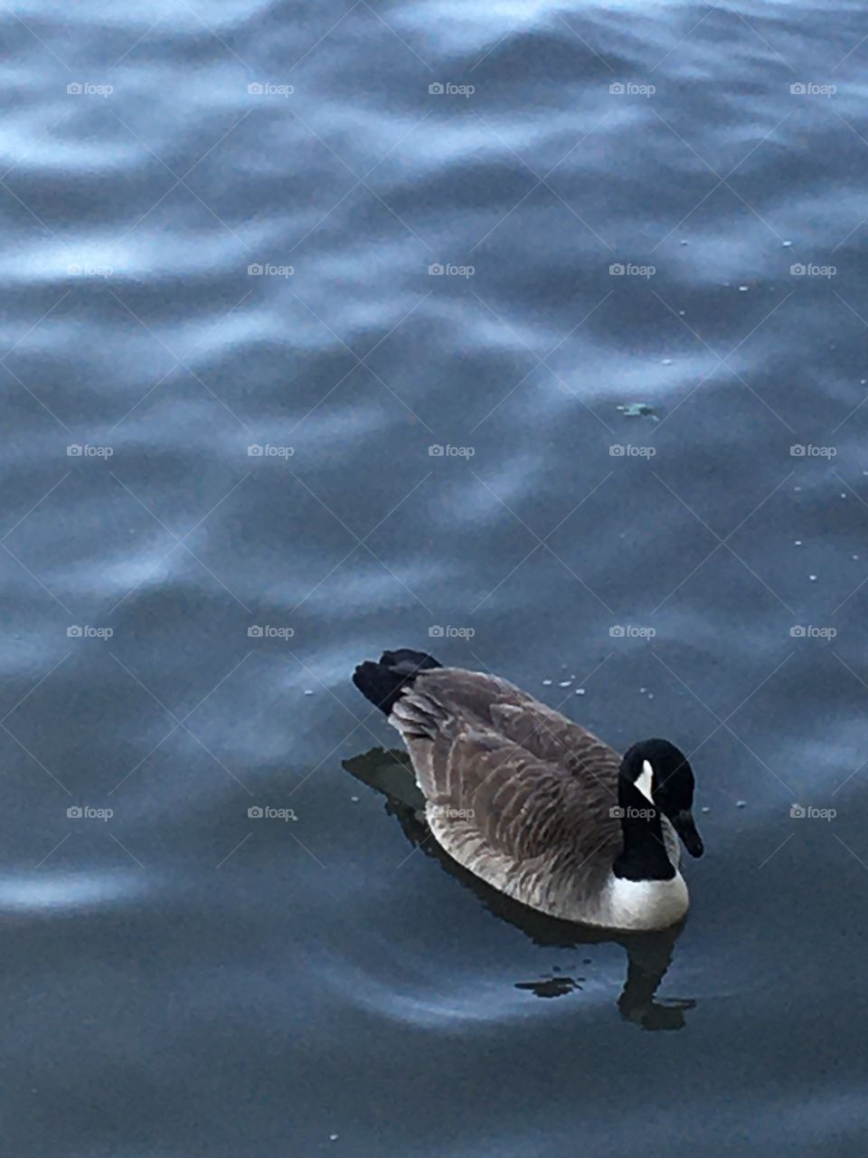 Canada goose on the Hudson River 