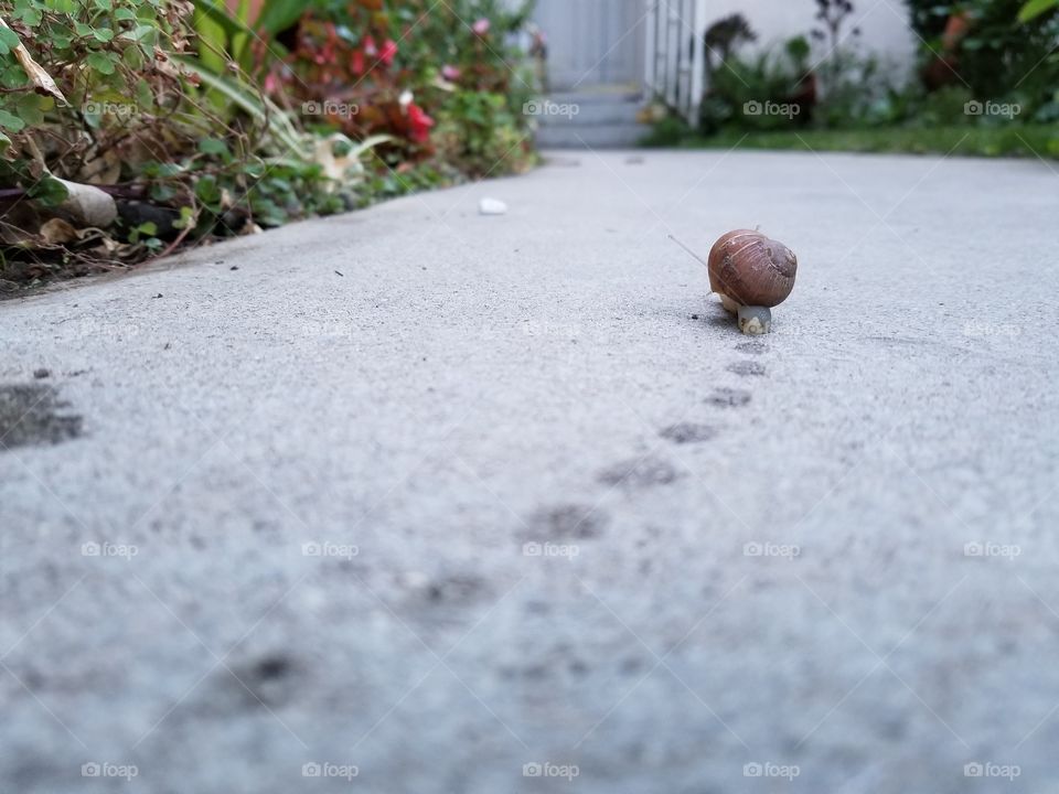 Leaving behind a snail trail