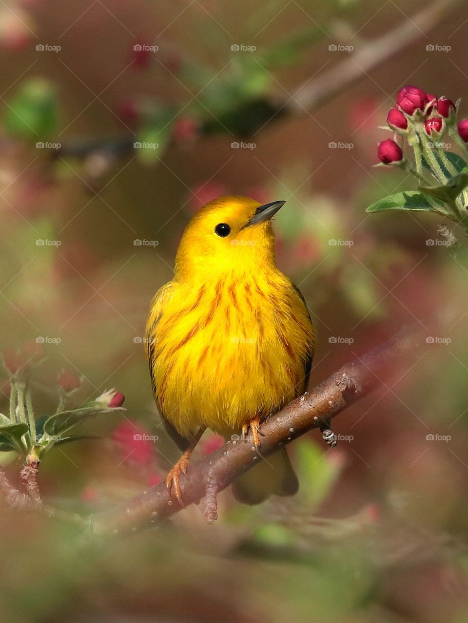 yellow warbler