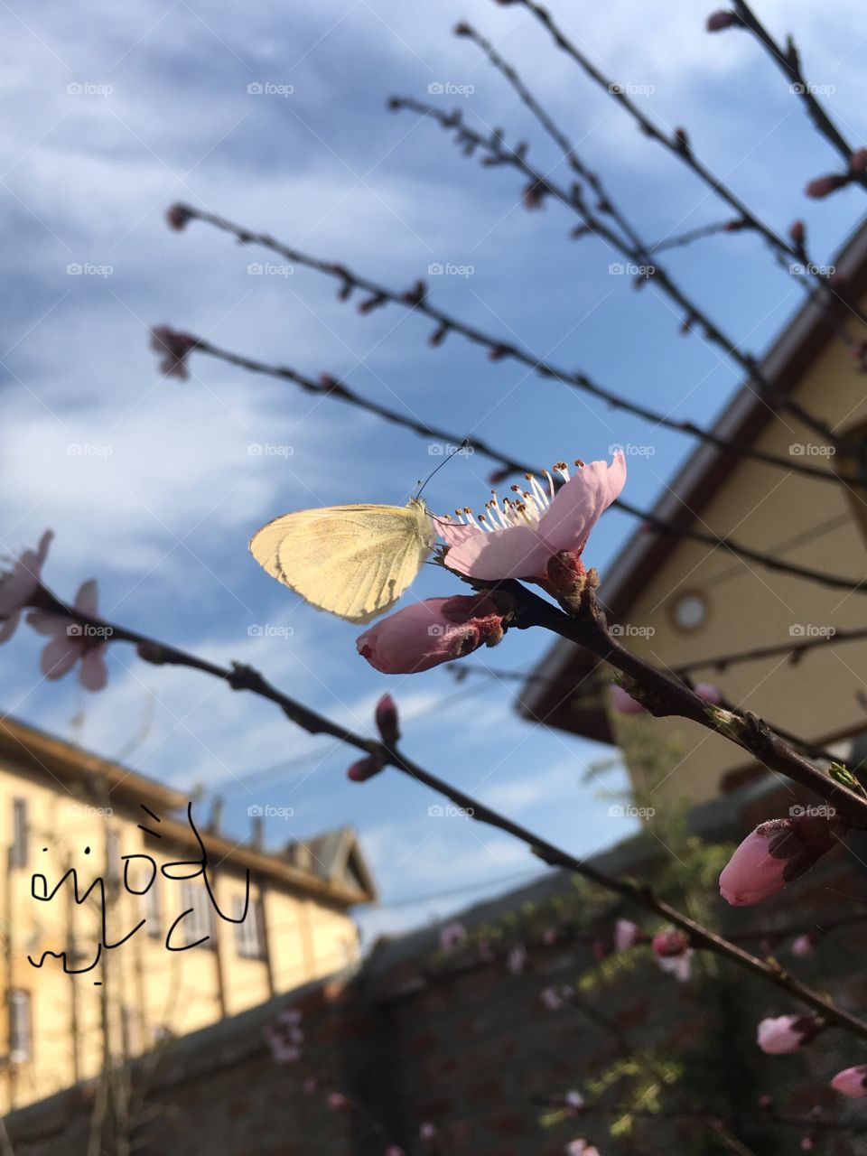 Spring ! Butterfly on peach blossom 