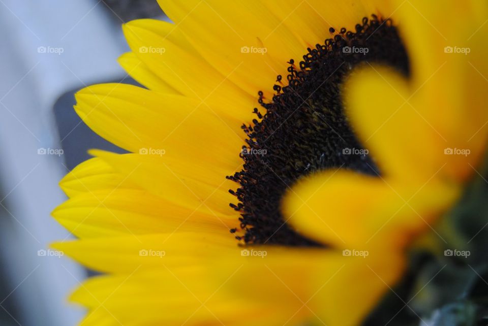 Sunny sunflower