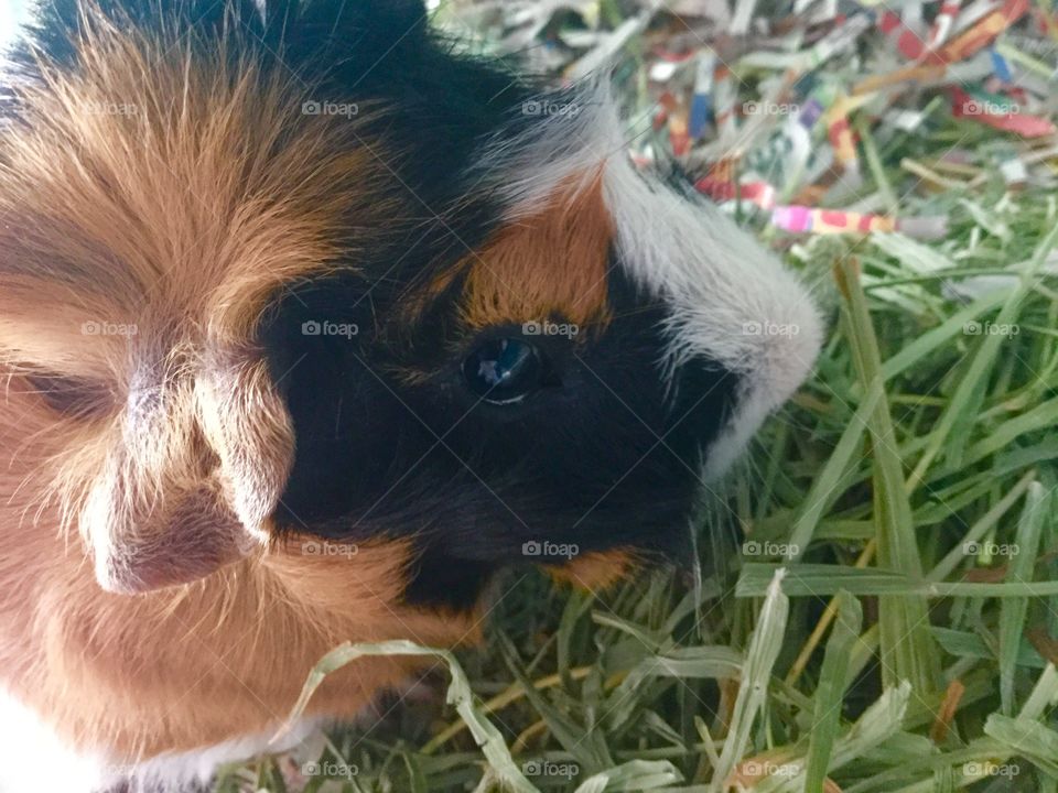 Mammal, Cute, Animal, Little, Nature