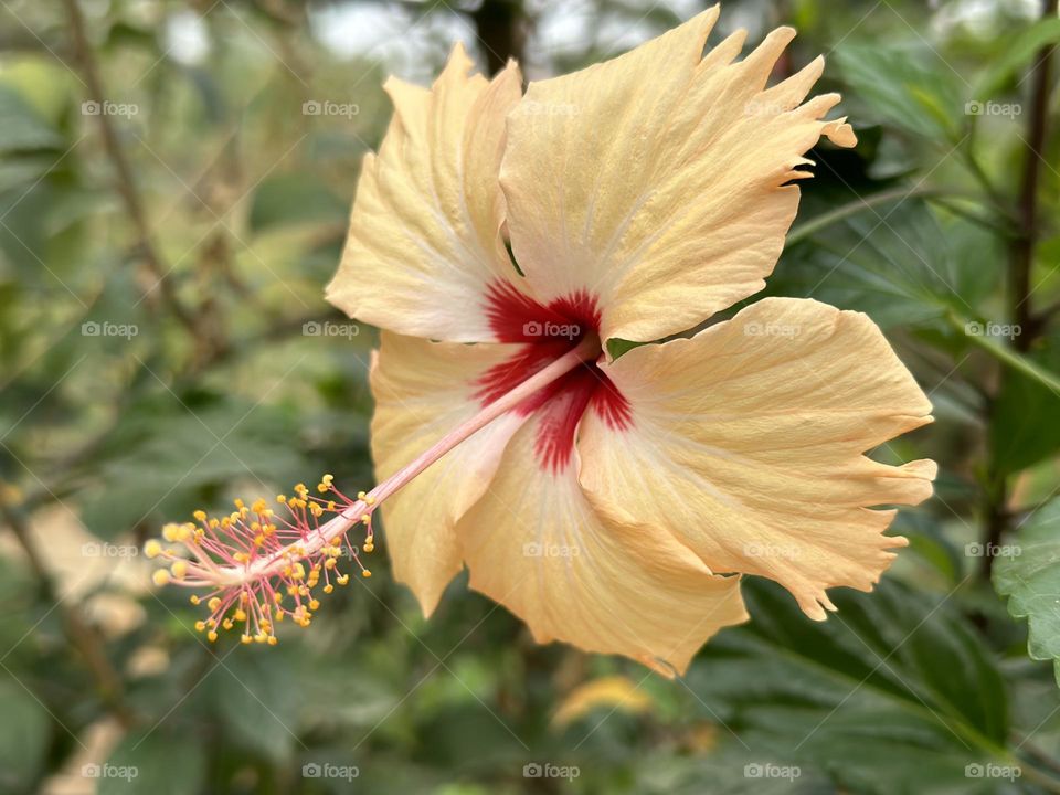 Hisbiscus flower plant