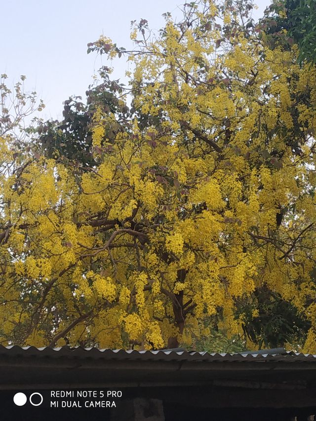 lovely flowers