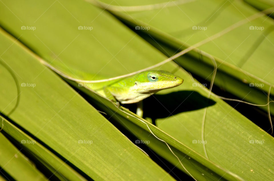 Anole on Palm Fronds