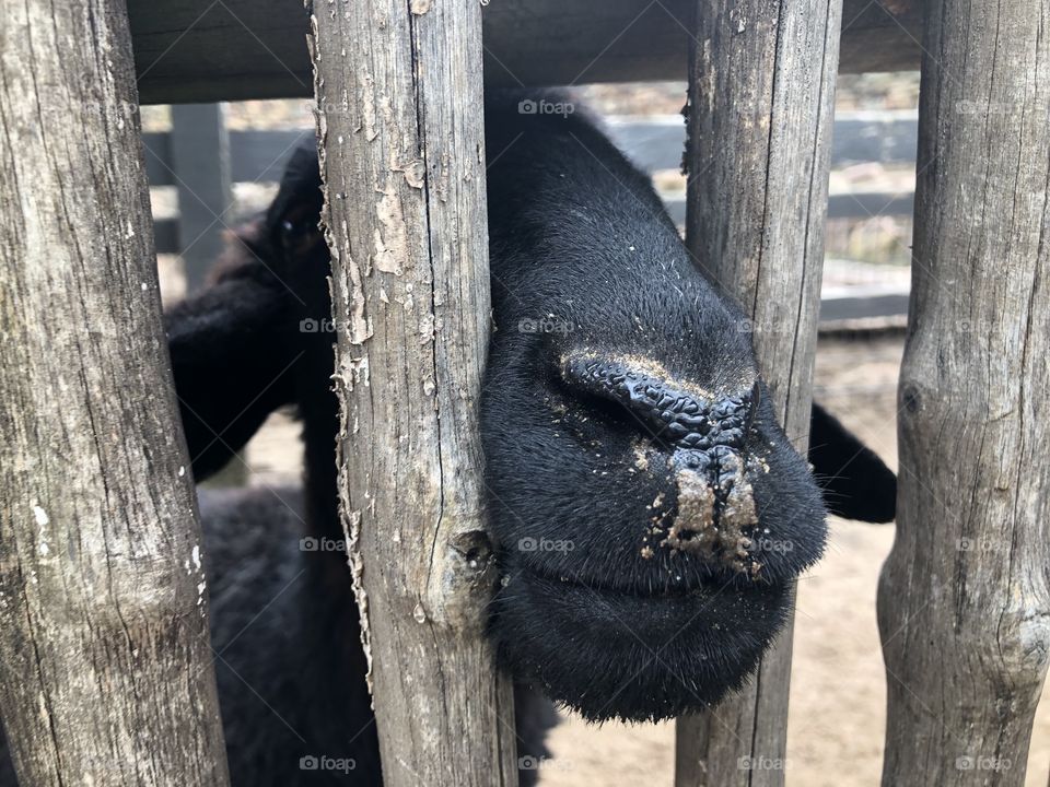 Adorable lamb puts face through fence