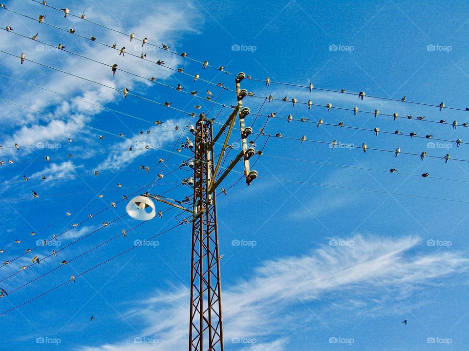 swallows on power lines
