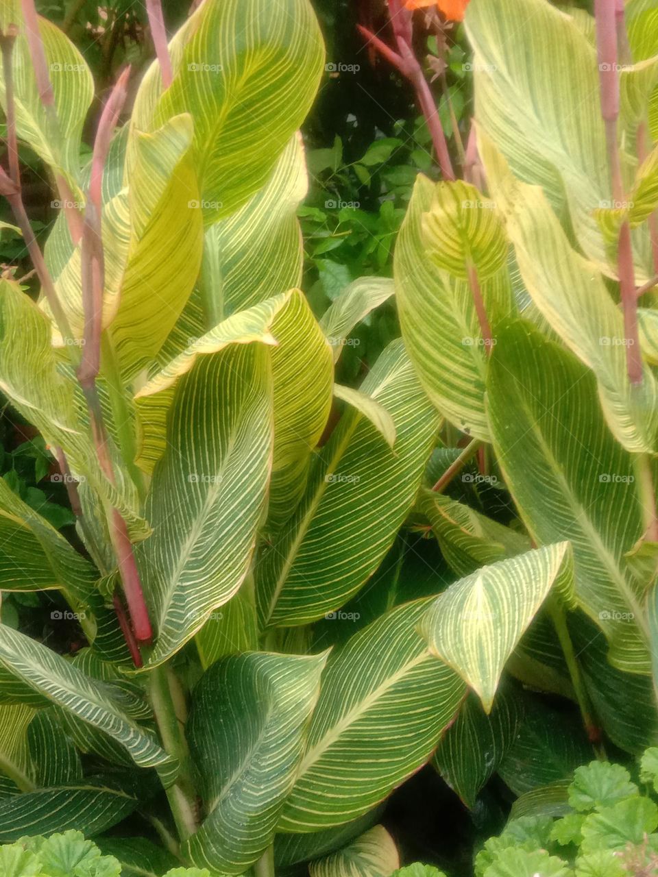 The leaf focus 🤗❤️💚🌍