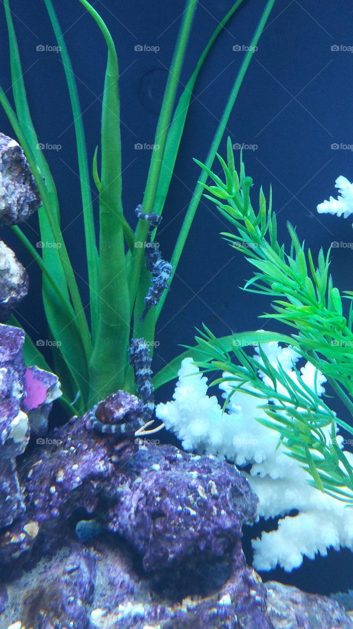 seahorses . my seahorses in my aquarium 
