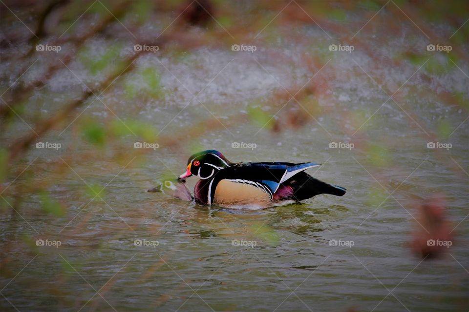 nature making the next generation in a pond outside of Sutter's fort in downtown Sacramento California