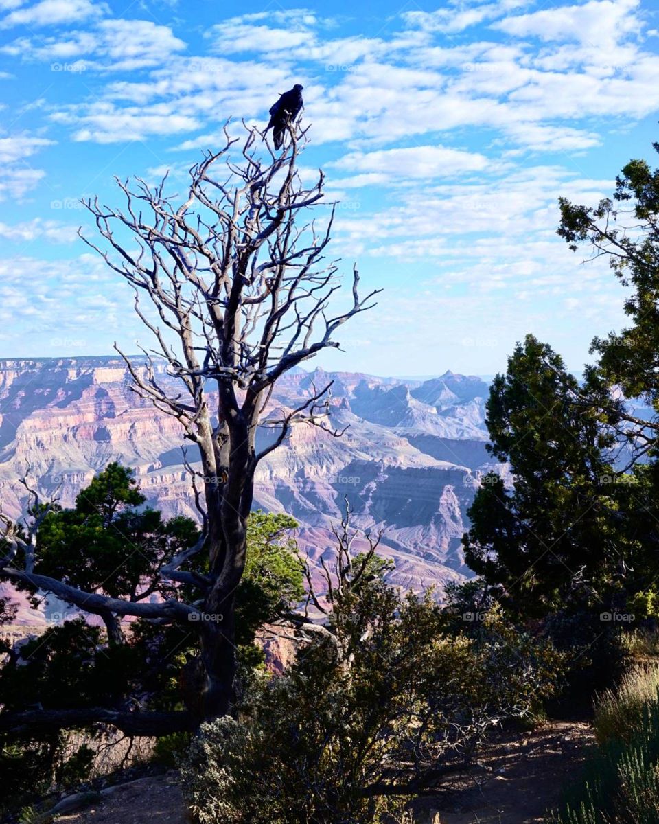 Crow on a tree looking thw wide Grand Canyon