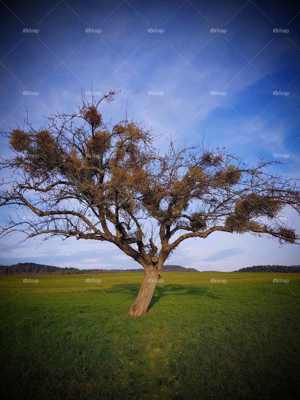 Stand alone Tree
