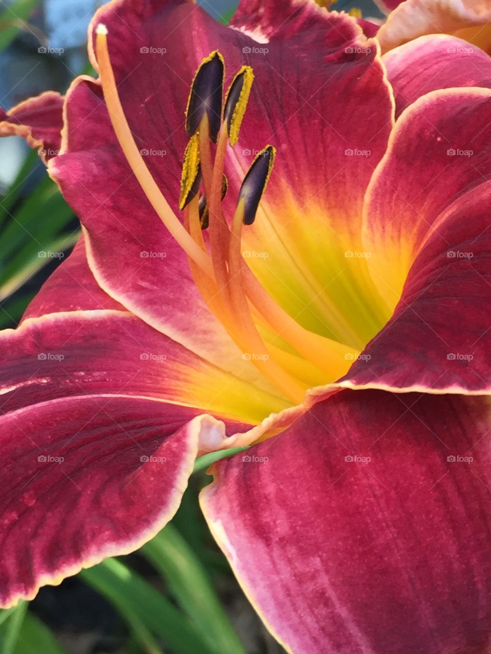 Summer Lily in bloom