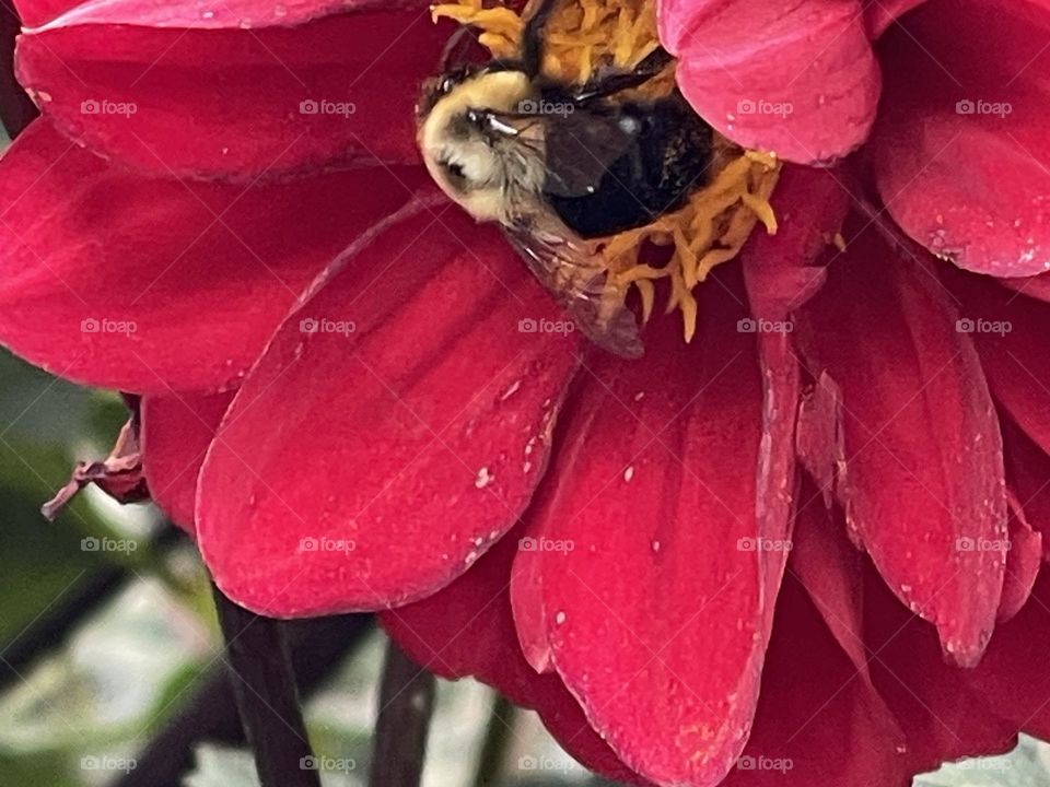Bee 🐝