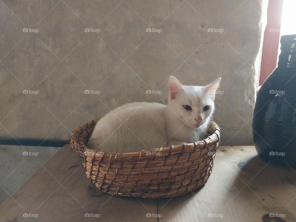 White cat sitting in a hand woven basket
