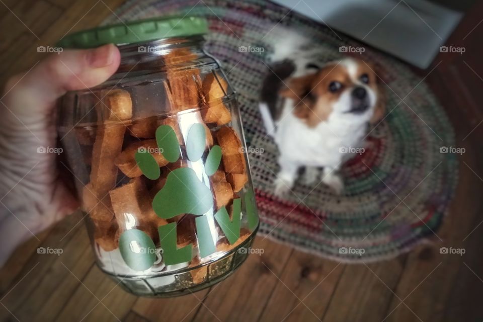 My Papillon puppy dog waiting for a dog treat