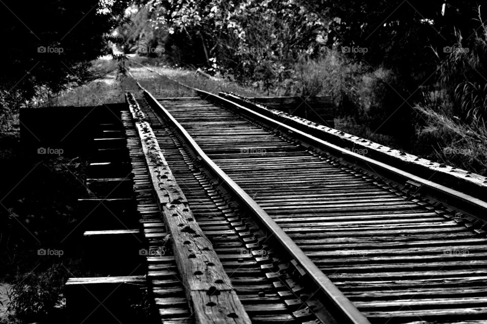 Empty railroad in forest