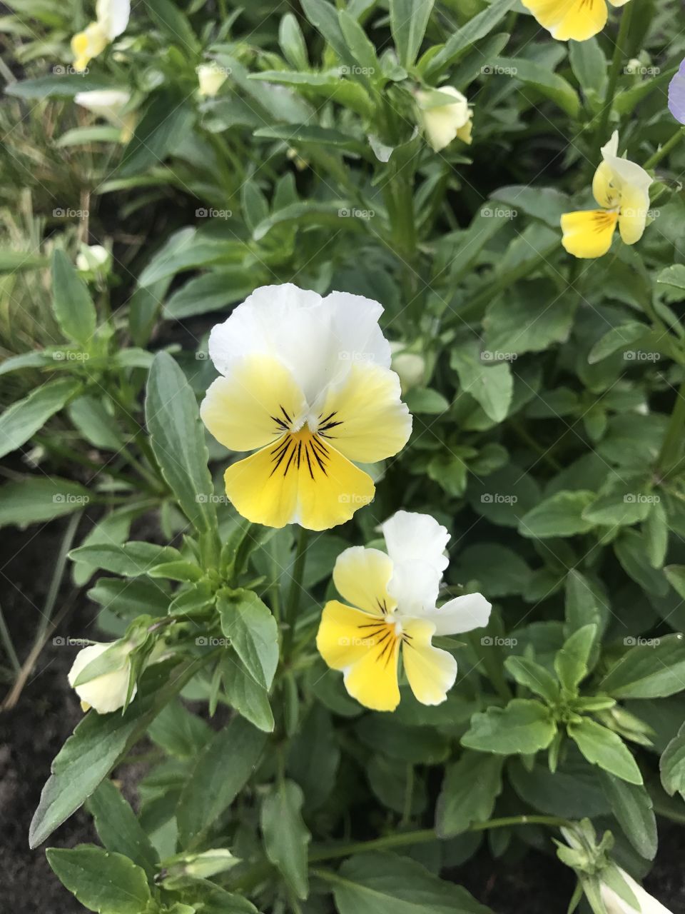 Flowers in the garden 