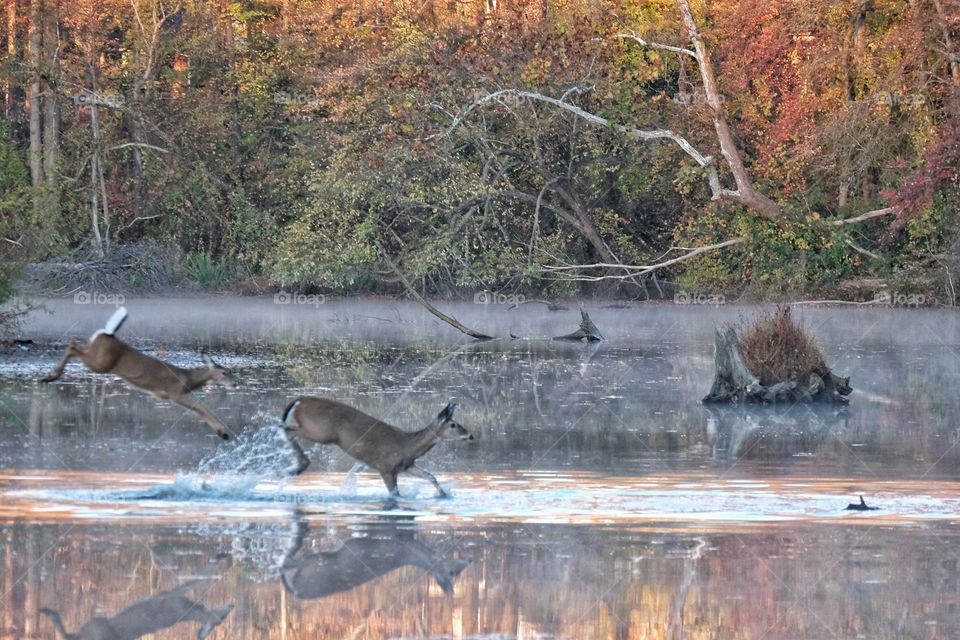 Dear Prancing Across Lake