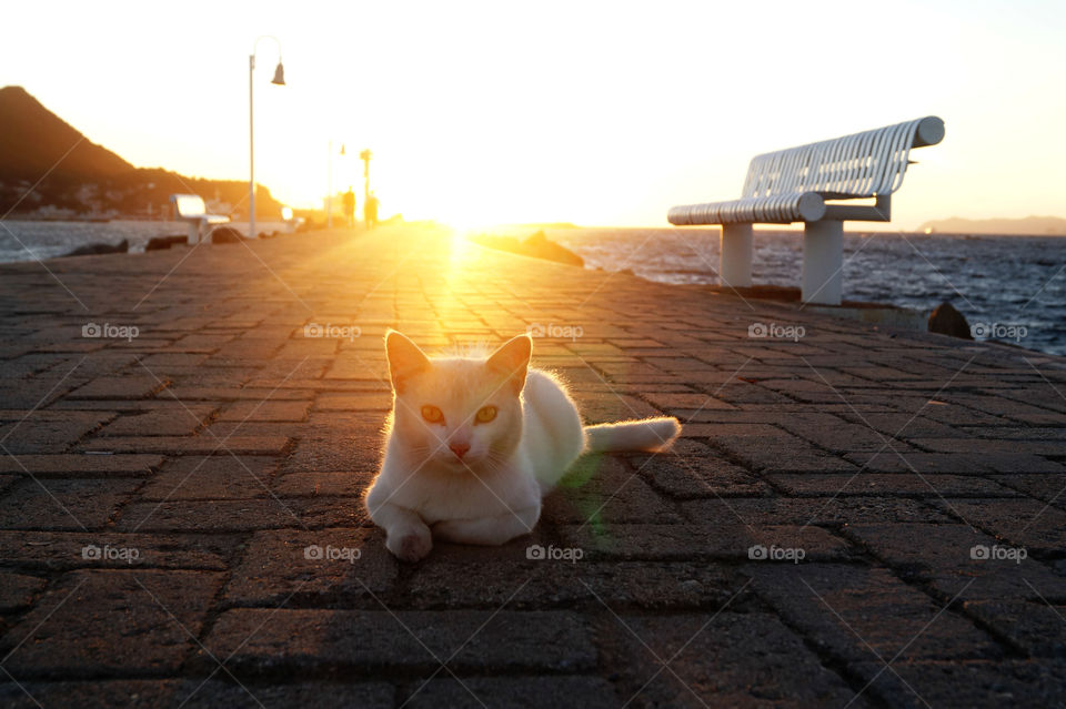 Cat lying on pier at sea with sunlight