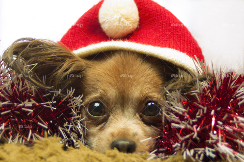 dog in a Christmas hat