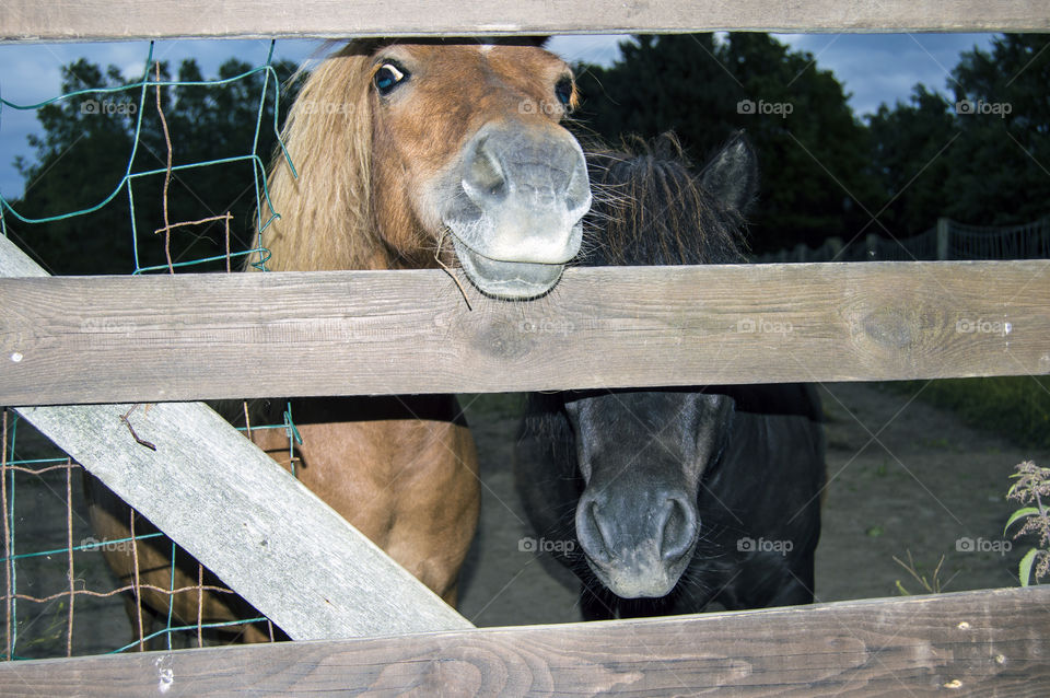 Horses in Langeland, Denmark. 
