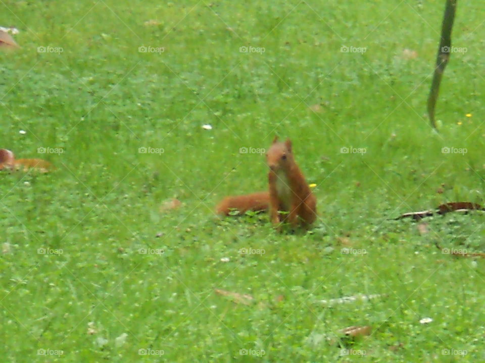Squirrel on grass