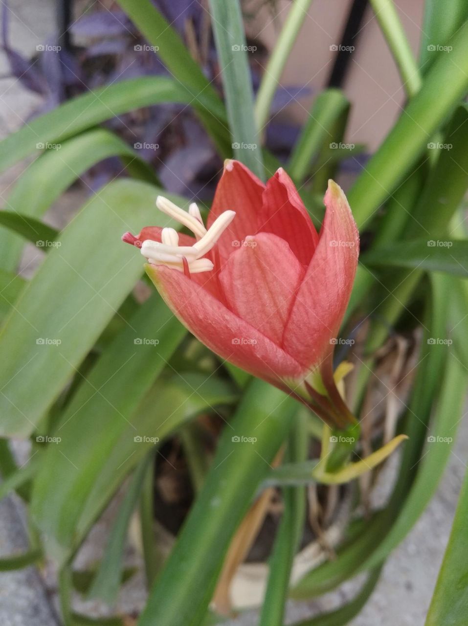 red Lilly striped Barbados flower fresh seasonal looking very beautiful generally found everywhere