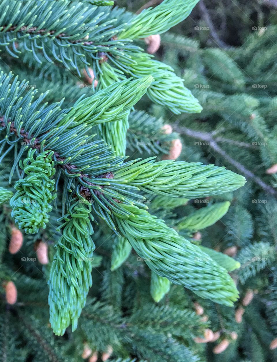 Close-up of pine tree