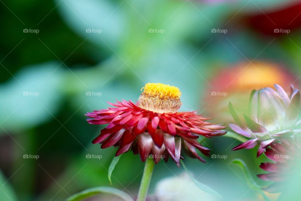 Red Flower Closeup