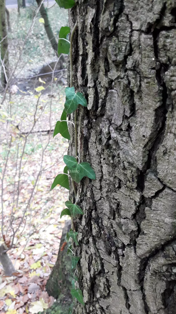 wood