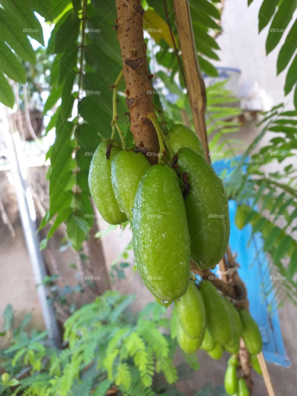 Belimbing fruits on a fresh tree.