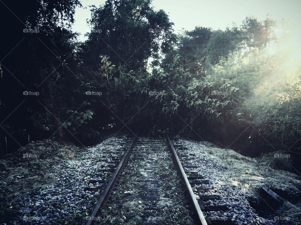 Train tracks covered by trees