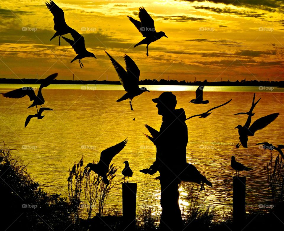 Birdman silhouette in a sunset surrounded by hungry seagull as they dart in and out for a piece of bread