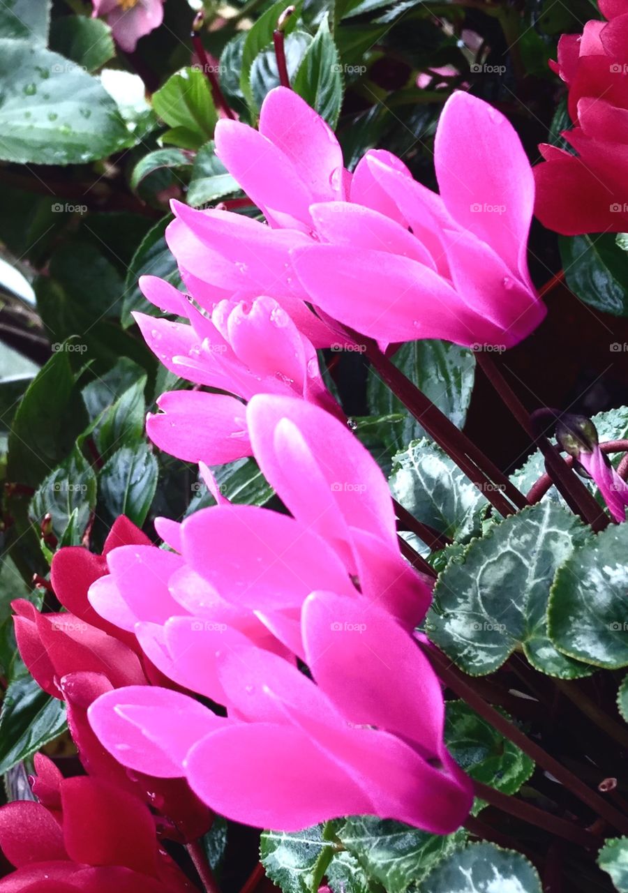 Beautiful Pink Flowers