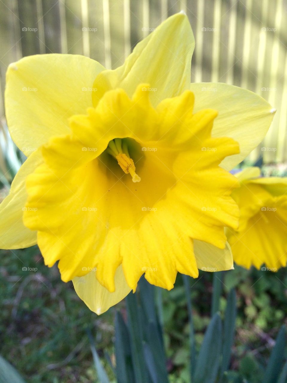 Yellow Daffodil