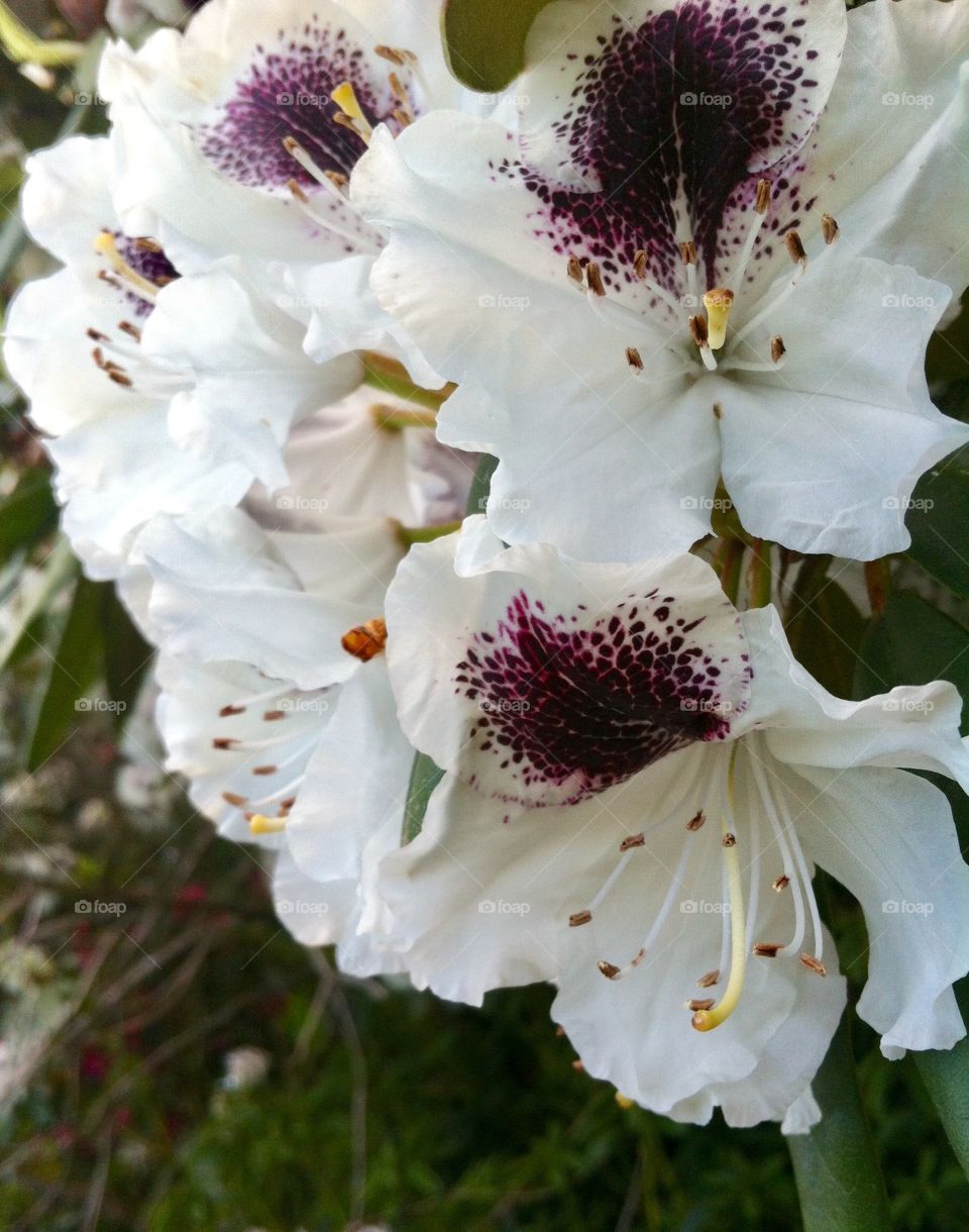 White rhododendrons 