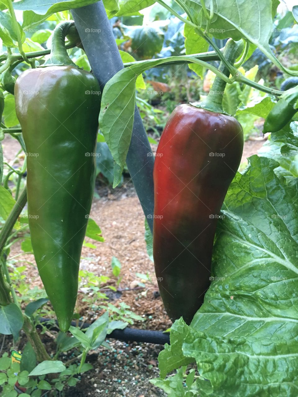 Red Italian peppers