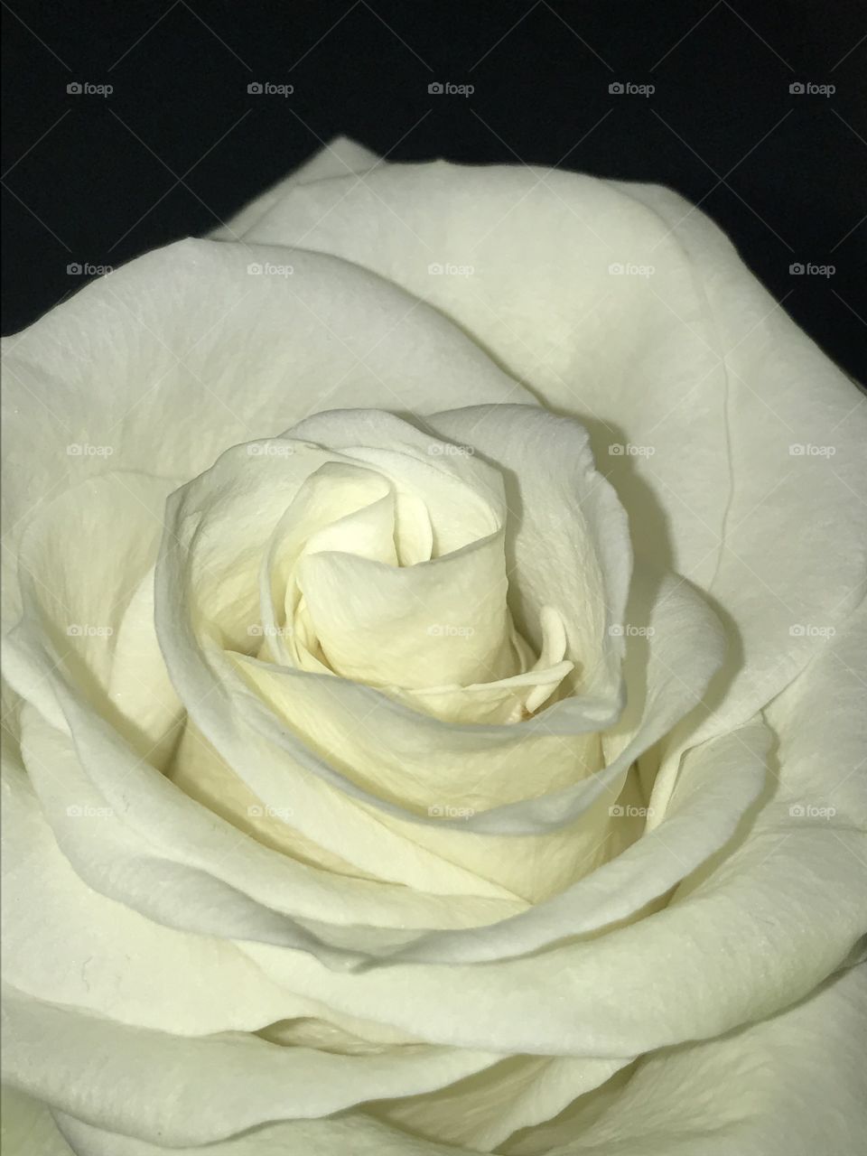 White Rose 