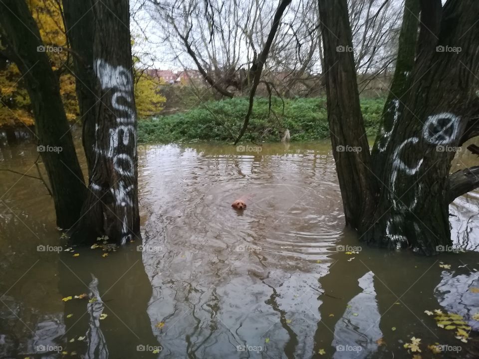 Something in the water