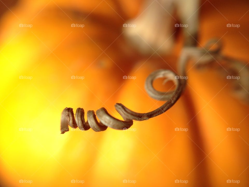 Extreme close of pumpkin twig