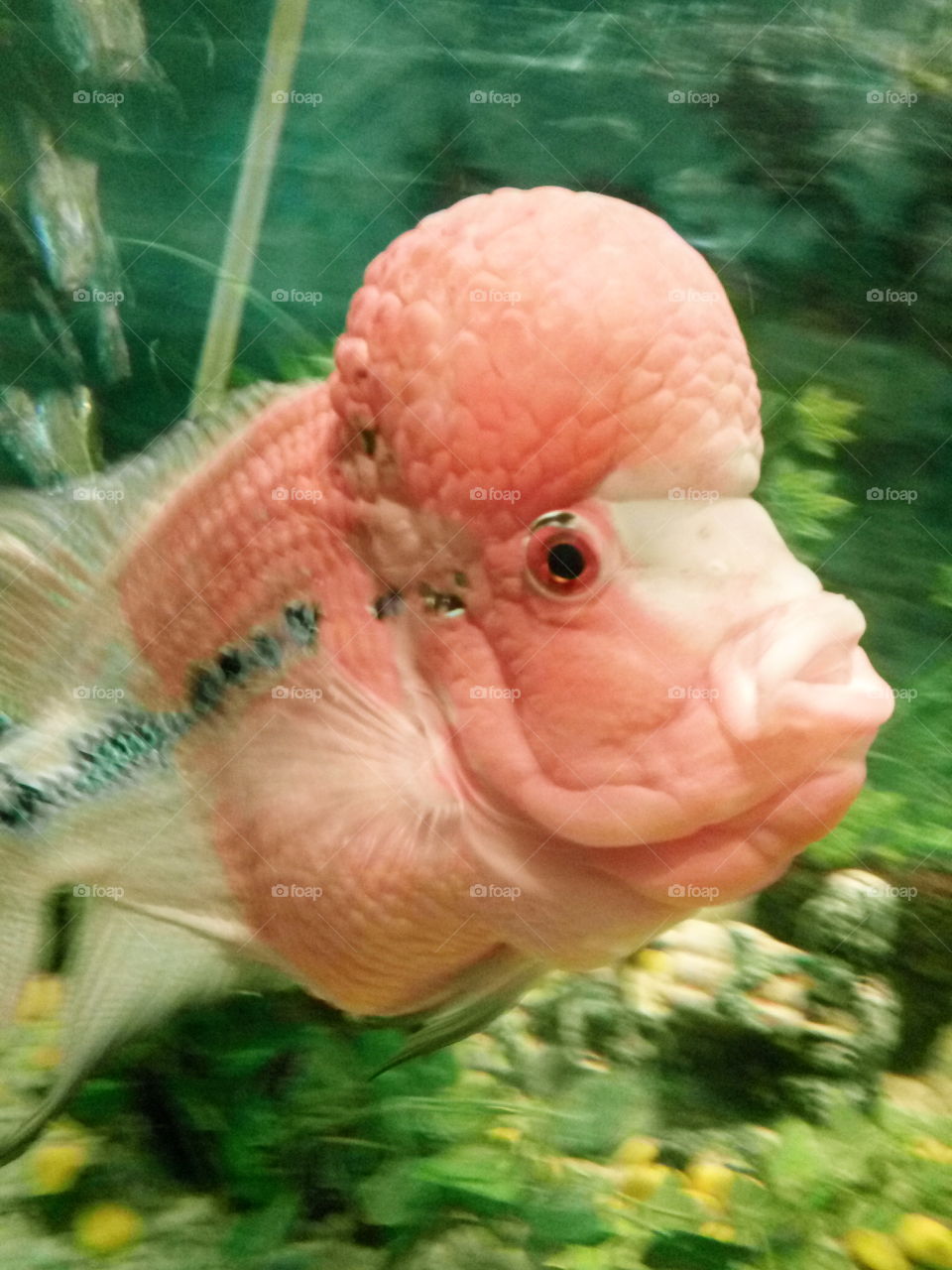 Bighead Fish